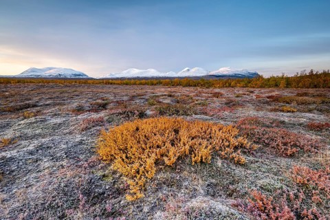 Autumn tundra in front of snowy mountains