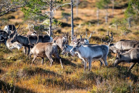 Reindeer