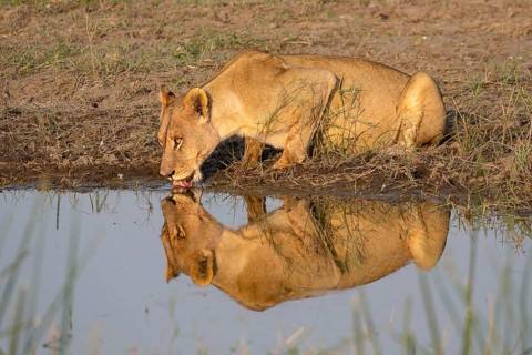 Lion