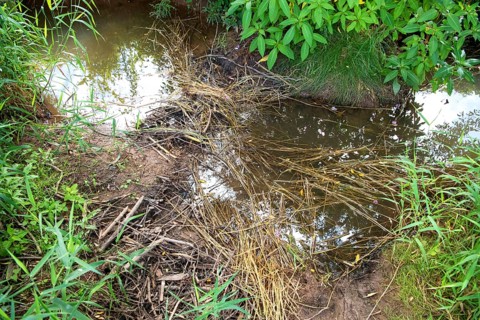 Beaver dam in small stream partially built with grain