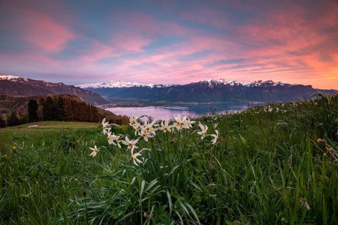 Poet's daffodils