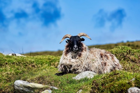 Domestic sheep
