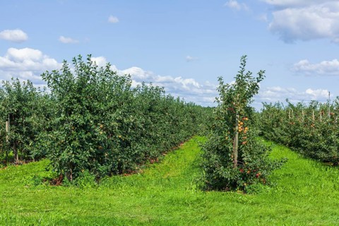 Apple orchard