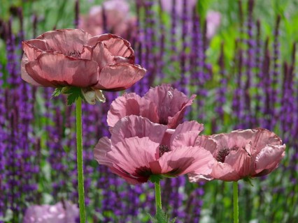 Oriental poppy