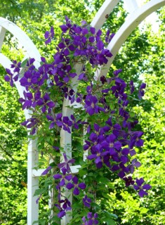 Clematis hybrid purple flowering
