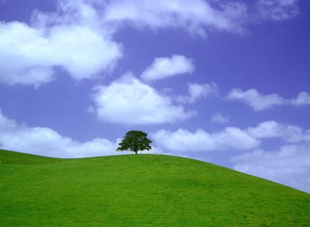 Tree on mountain meadow Closed for postcards until: November 2008 Edition Aneri