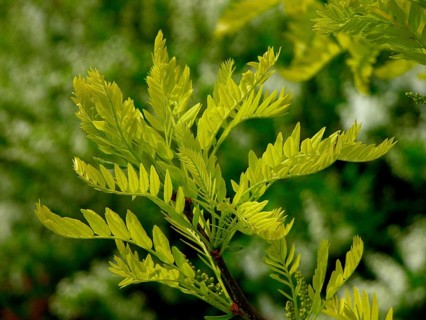 Honey locust