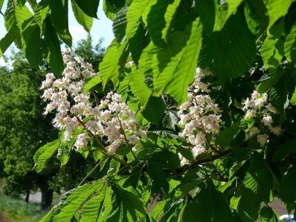 Horse Chestnut in flower