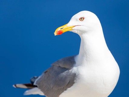 Yellow-legged gull