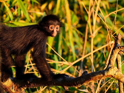 Peruvian spider monkey