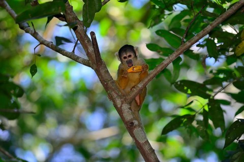 Black-capped squirrel monkey
