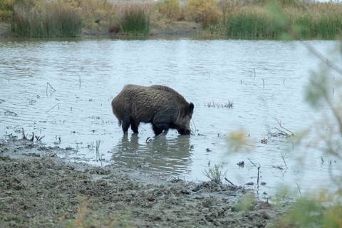 Wild boar