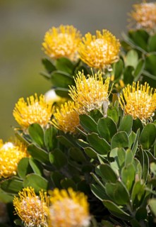 Pincushion protea