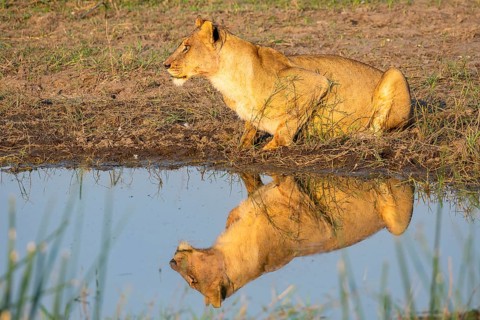 Lion