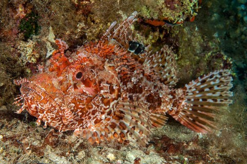 Red scorpionfish