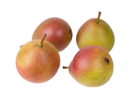 Pear variety Fellbacher Mostbirne