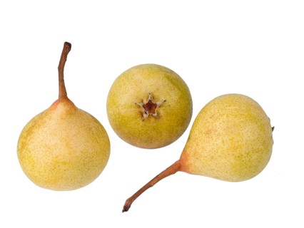 Pear variety Kirchensaler Mostbirne