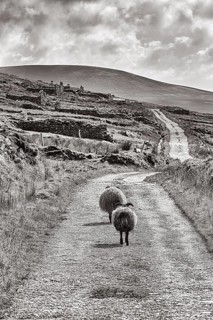 Two sheep walking together on road on Mount Slievemore