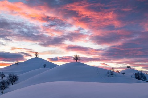 Linden trees on snow-covered hills