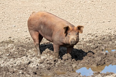 Duroc pig standing in the mud pool