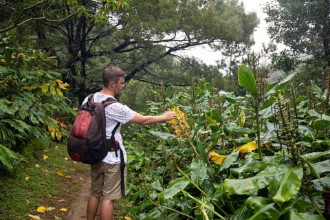 Hikers on the way to the Salto do Prego waterfall past the large-leaved perennials of the butterfly ginger
