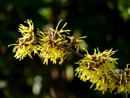 Witch Hazel flowering