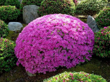 Japanese bonsai garden in Schwilowsee- OT. Ferch