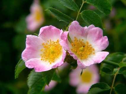 Dog rose