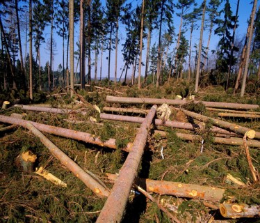 Wind breakage after hurricane in the forest near Scheyern 1990
