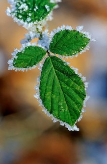 Blackberry