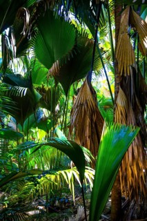 Vallee de Mai
