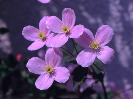 Clematis montana var. rubens