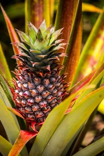 Ananas