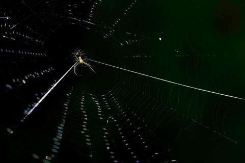 Spider in its web