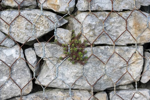 Gabion filled with shell limestone