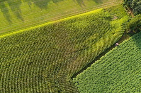 Aerial view of a field silver grass