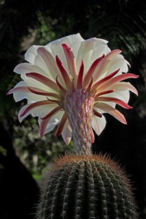 flower of queen of the night