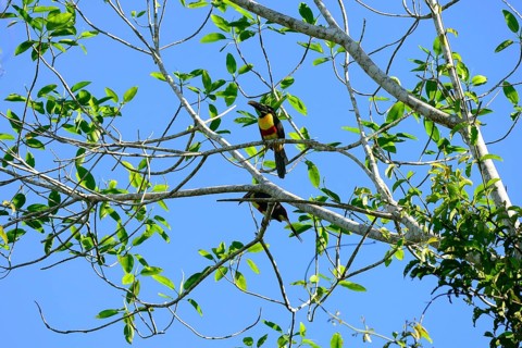 Chestnut-eared aracari