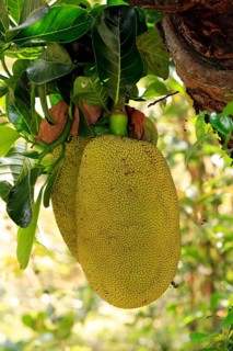 Jackfruit tree