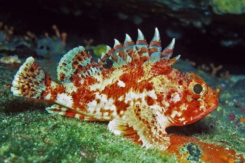 Small red scorpionfish