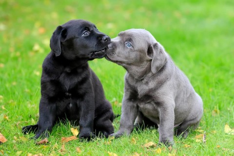 Labrador domestic dog