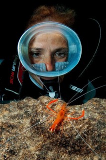 Diver wearing round diving mask looks up close at Mediterranean scissor shrimp shows threatening gesture defensive behaviour