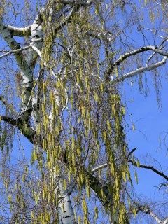 Birch tree