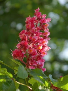 Red-flowered Horse Chestnut