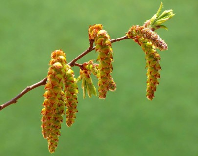 Alder catkin