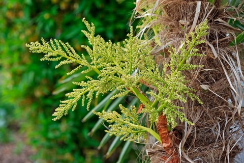 Hemp Palm