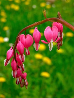 Watering heart with blossoms