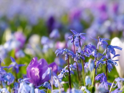 Alpine squill