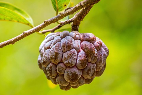 Sugar-apple