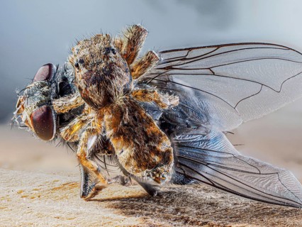 Tan jumping spider